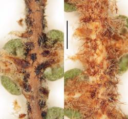 Gleichenia dicarpa. Indumentum on the abaxial surface of the β costa: group C (WELT P026817) at left; group D (WELT P021155) at right.  Scale bar = 1 mm. 
 Image: L.R. Perrie © Te Papa 2014 CC BY-NC 3.0 NZ